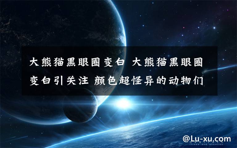 大熊貓黑眼圈變白 大熊貓黑眼圈變白引關注 顏色超怪異的動物們