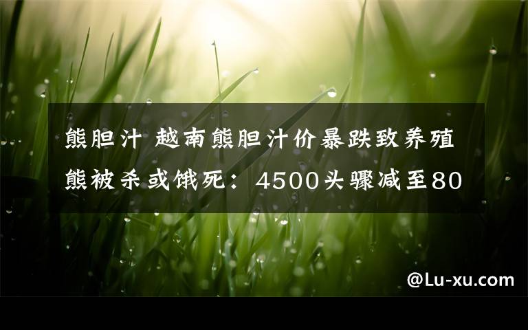 熊膽汁 越南熊膽汁價暴跌致養(yǎng)殖熊被殺或餓死：4500頭驟減至800頭