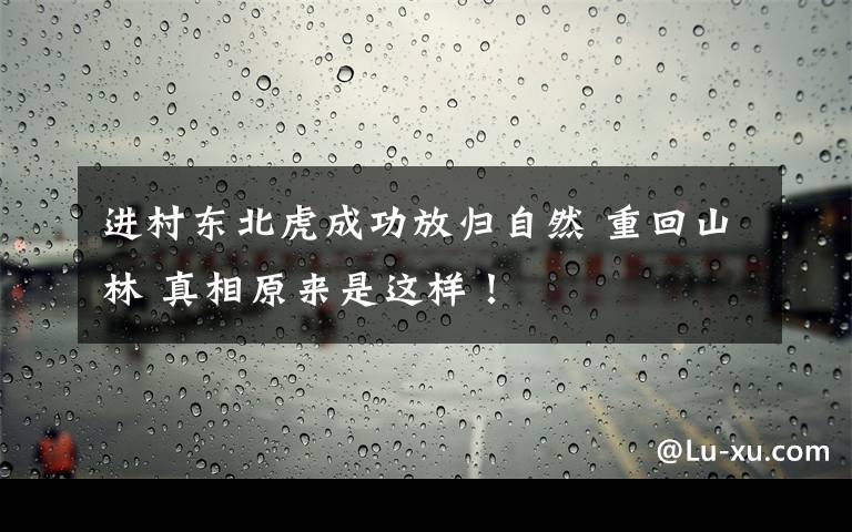 進(jìn)村東北虎成功放歸自然 重回山林 真相原來是這樣！