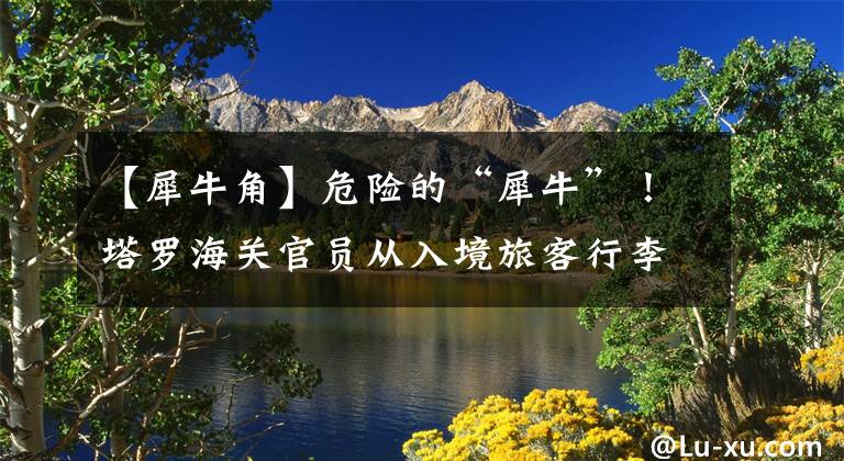 【犀牛角】危險(xiǎn)的“犀牛”！塔羅海關(guān)官員從入境旅客行李物品中繳獲了39.8克犀牛角片