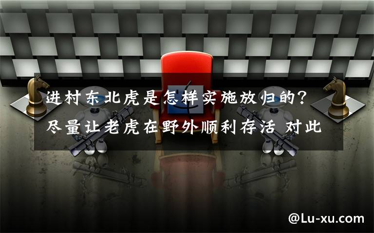 進村東北虎是怎樣實施放歸的？盡量讓老虎在野外順利存活 對此大家怎么看？