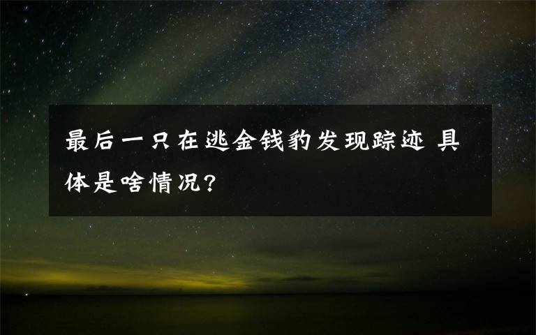 最后一只在逃金錢豹發(fā)現(xiàn)蹤跡 具體是啥情況?