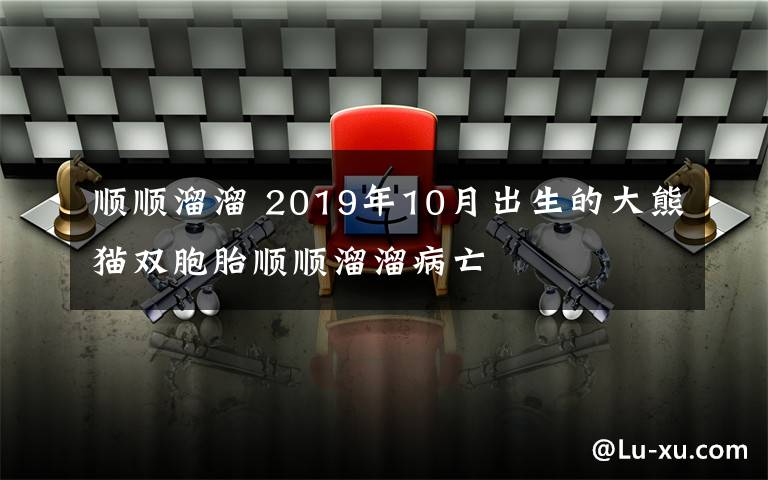 順順溜溜 2019年10月出生的大熊貓雙胞胎順順溜溜病亡