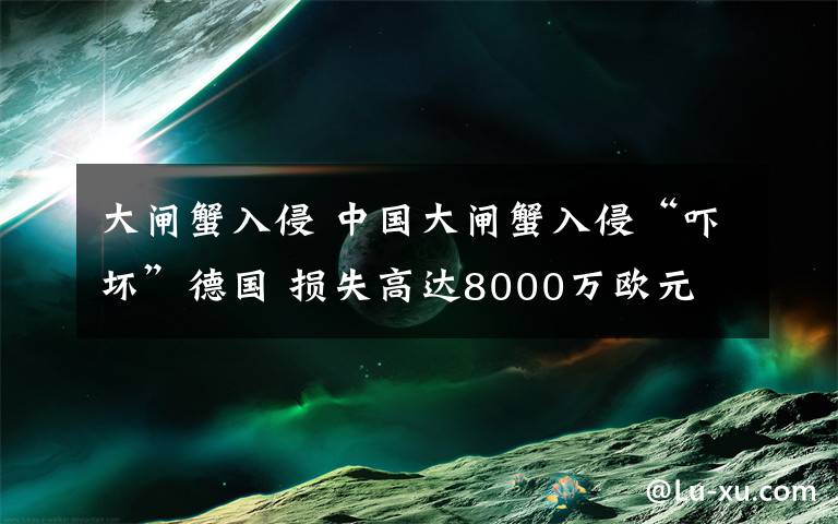 大閘蟹入侵 中國大閘蟹入侵“嚇壞”德國 損失高達8000萬歐元