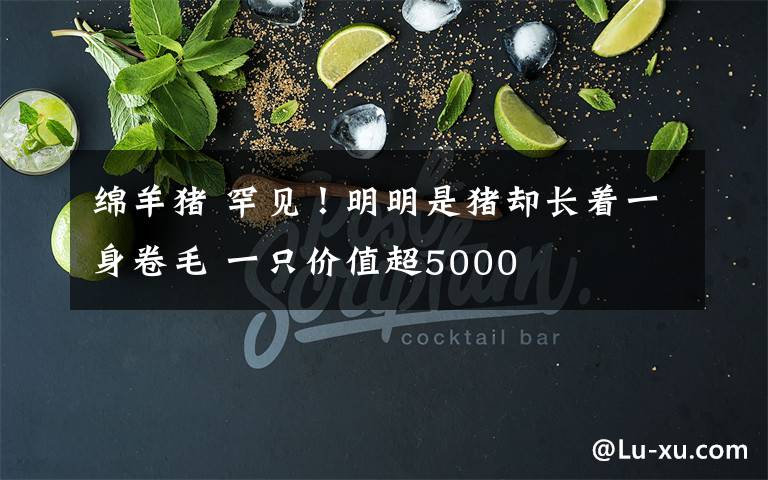 綿羊豬 罕見！明明是豬卻長著一身卷毛 一只價值超5000