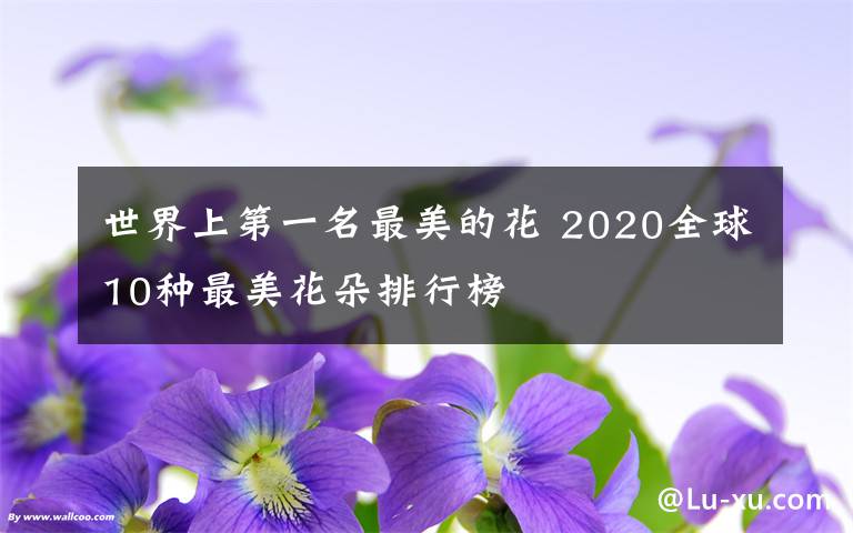 世界上第一名最美的花 2020全球10種最美花朵排行榜