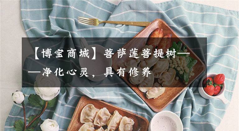 【博寶商城】菩薩蓮菩提樹——凈化心靈，具有修養(yǎng)