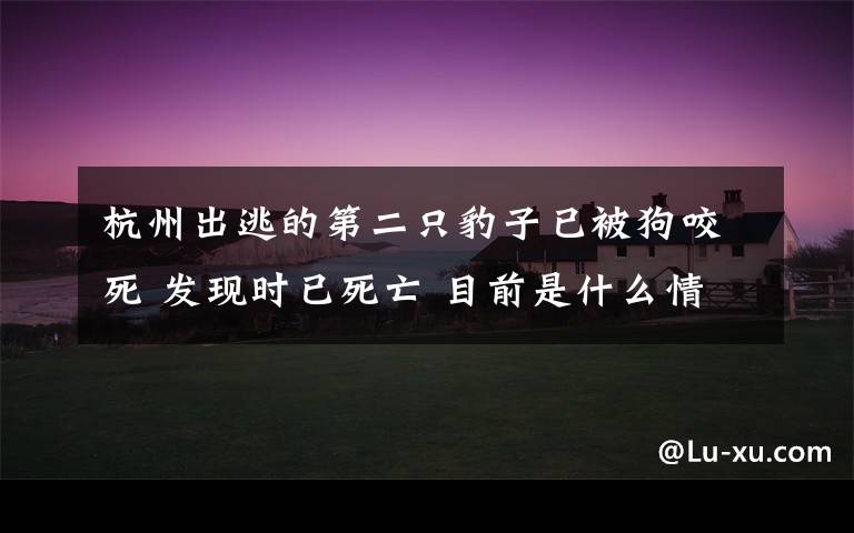 杭州出逃的第二只豹子已被狗咬死 發(fā)現(xiàn)時已死亡 目前是什么情況？