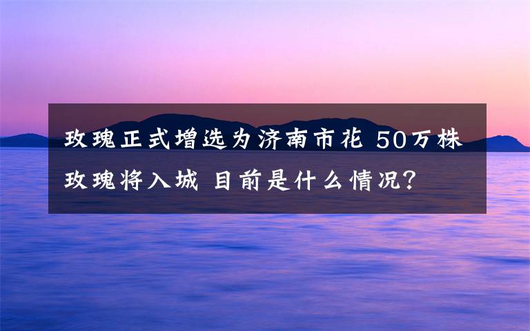 玫瑰正式增選為濟南市花 50萬株玫瑰將入城 目前是什么情況？