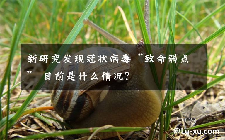 新研究發(fā)現(xiàn)冠狀病毒“致命弱點” 目前是什么情況？