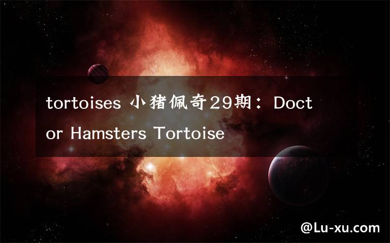 tortoises 小豬佩奇29期：Doctor Hamsters Tortoise