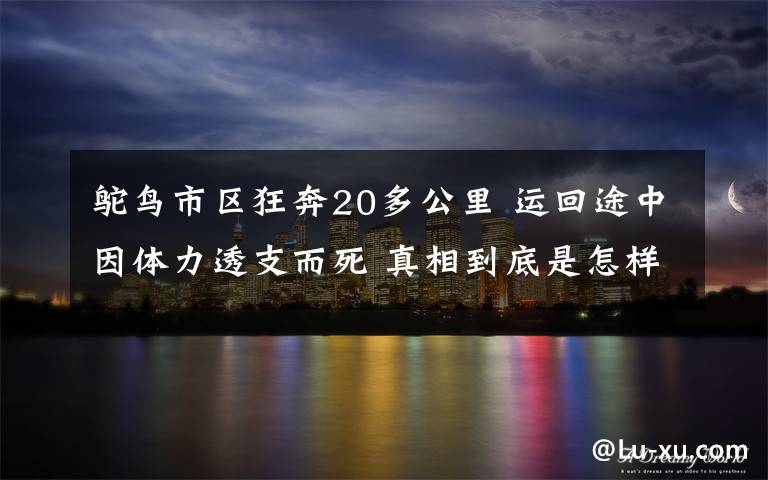 鴕鳥(niǎo)市區(qū)狂奔20多公里 運(yùn)回途中因體力透支而死 真相到底是怎樣的？