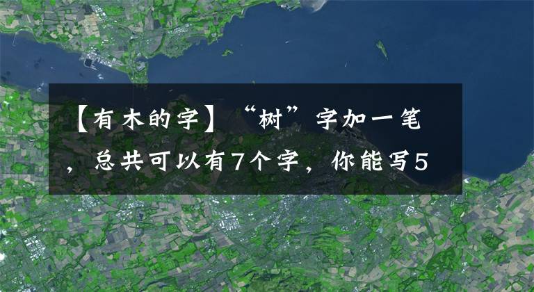 【有木的字】“樹(shù)”字加一筆，總共可以有7個(gè)字，你能寫(xiě)5個(gè)以上嗎？