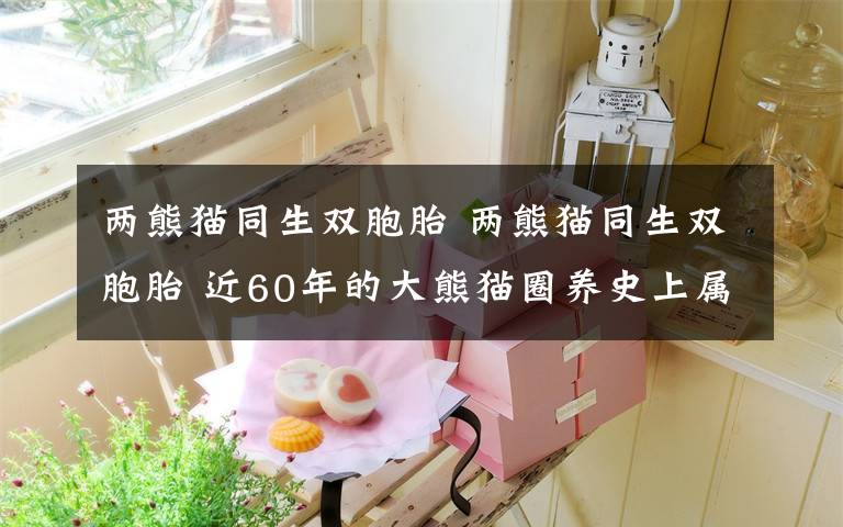 兩熊貓同生雙胞胎 兩熊貓同生雙胞胎 近60年的大熊貓圈養(yǎng)史上屬首例