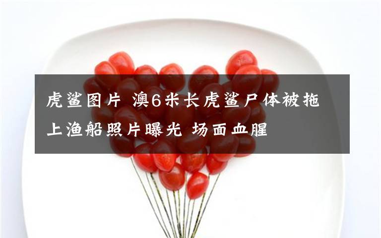 虎鯊圖片 澳6米長(zhǎng)虎鯊尸體被拖上漁船照片曝光 場(chǎng)面血腥