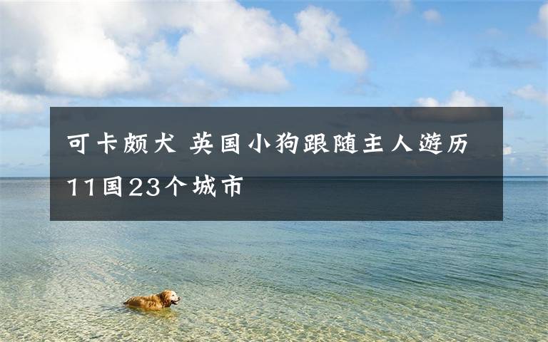 可卡頗犬 英國(guó)小狗跟隨主人游歷11國(guó)23個(gè)城市