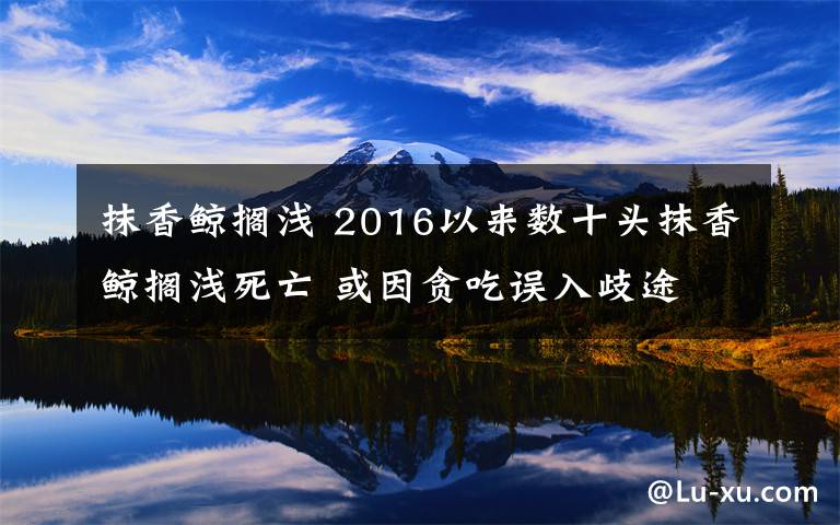 抹香鯨擱淺 2016以來數(shù)十頭抹香鯨擱淺死亡 或因貪吃誤入歧途