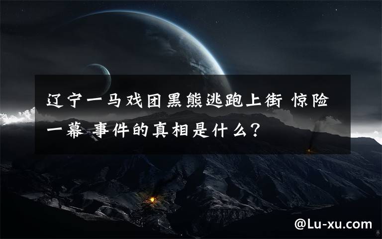 遼寧一馬戲團黑熊逃跑上街 驚險一幕 事件的真相是什么？