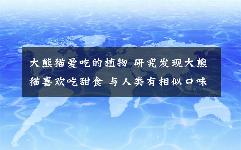 大熊貓愛吃的植物 研究發(fā)現(xiàn)大熊貓喜歡吃甜食 與人類有相似口味