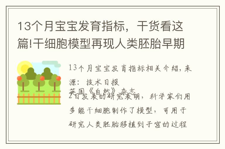 13個月寶寶發(fā)育指標，干貨看這篇!干細胞模型再現(xiàn)人類胚胎早期發(fā)育