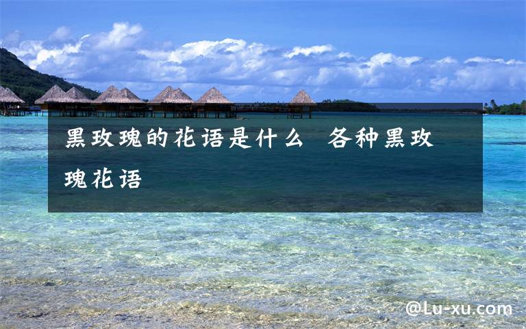 黑玫瑰的花語(yǔ)是什么  各種黑玫瑰花語(yǔ)