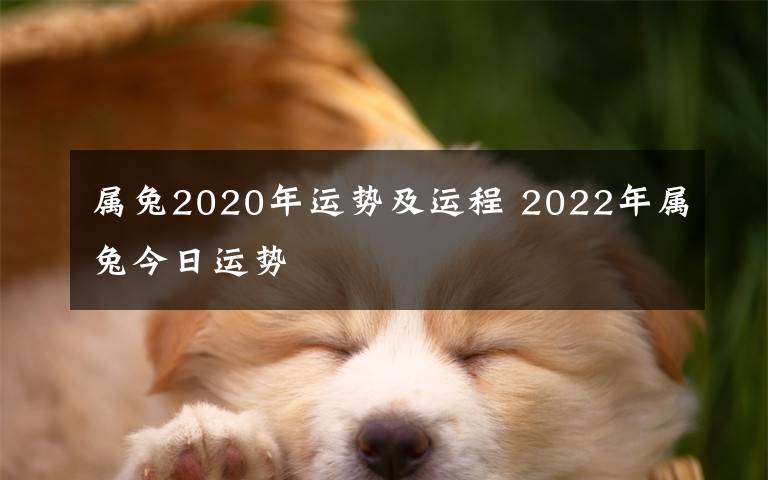 屬兔2020年運(yùn)勢(shì)及運(yùn)程 2022年屬兔今日運(yùn)勢(shì)