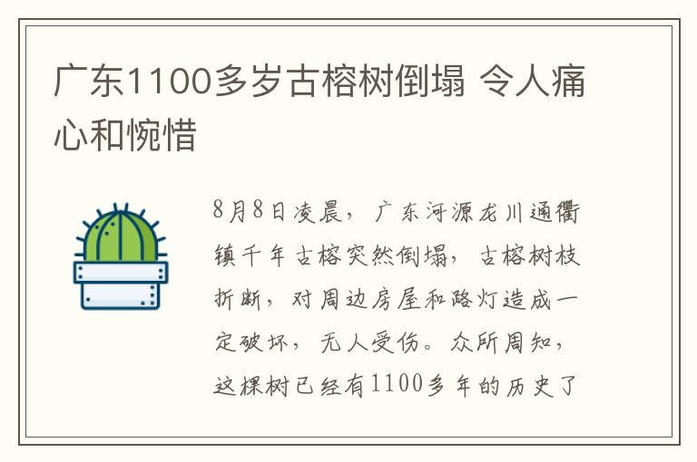 廣東1100多歲古榕樹倒塌 令人痛心和惋惜