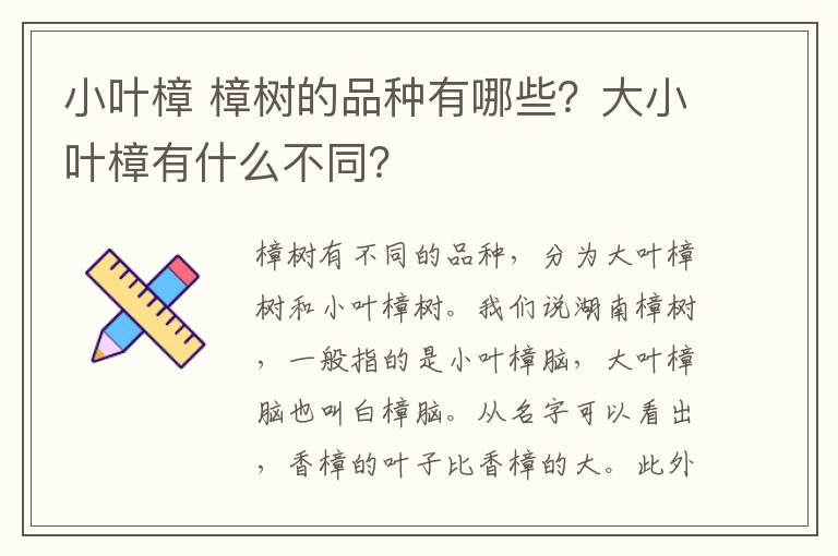 小葉樟 樟樹的品種有哪些？大小葉樟有什么不同？