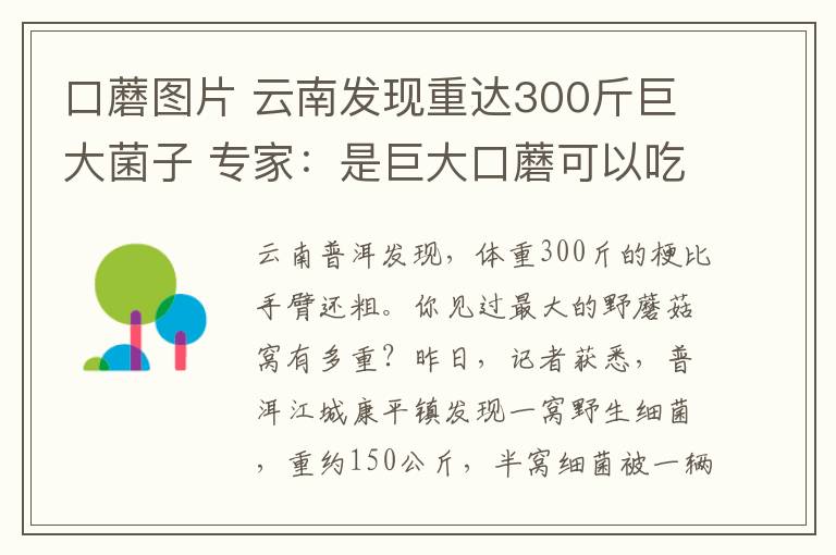 口蘑圖片 云南發(fā)現(xiàn)重達300斤巨大菌子 專家：是巨大口蘑可以吃