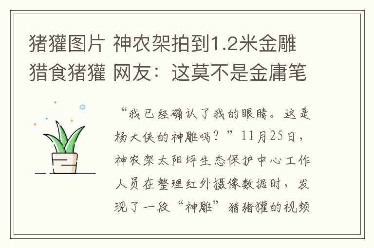 豬獾圖片 神農架拍到1.2米金雕獵食豬獾 網友：這莫不是金庸筆下的神雕？