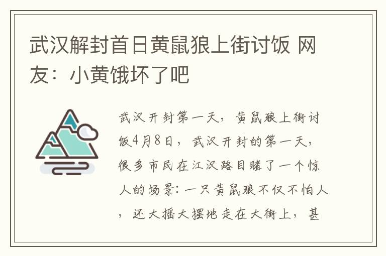 武漢解封首日黃鼠狼上街討飯 網(wǎng)友：小黃餓壞了吧