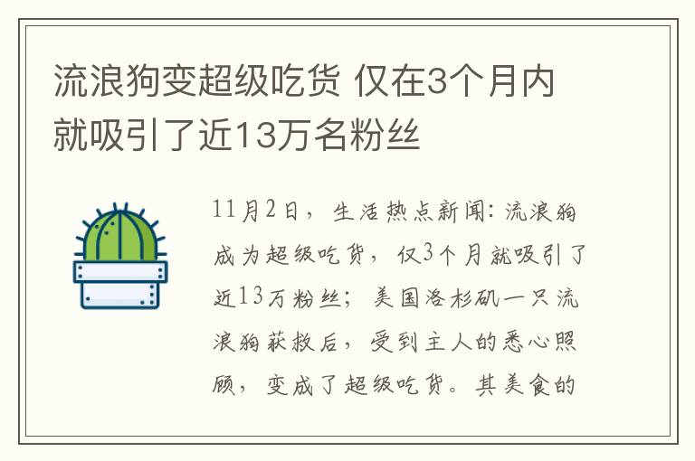 流浪狗變超級吃貨 僅在3個月內(nèi)就吸引了近13萬名粉絲