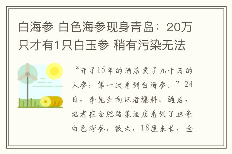 白海參 白色海參現(xiàn)身青島：20萬只才有1只白玉參 稍有污染無法存活