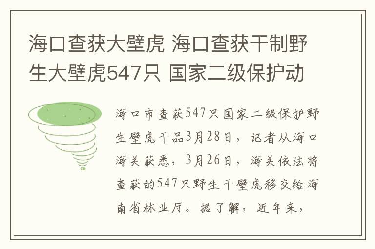 海口查獲大壁虎 ?？诓楂@干制野生大壁虎547只 國家二級保護(hù)動物