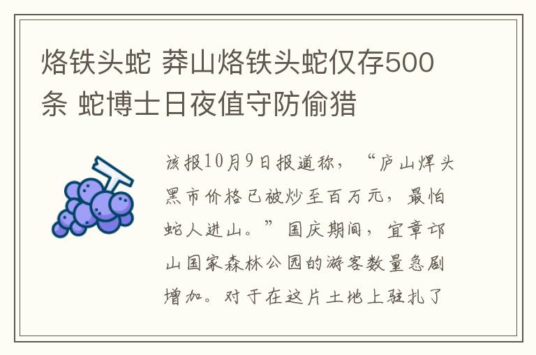 烙鐵頭蛇 莽山烙鐵頭蛇僅存500條 蛇博士日夜值守防偷獵