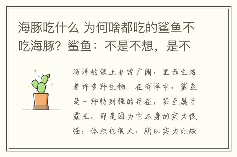 海豚吃什么 為何啥都吃的鯊魚(yú)不吃海豚？鯊魚(yú)：不是不想，是不敢！