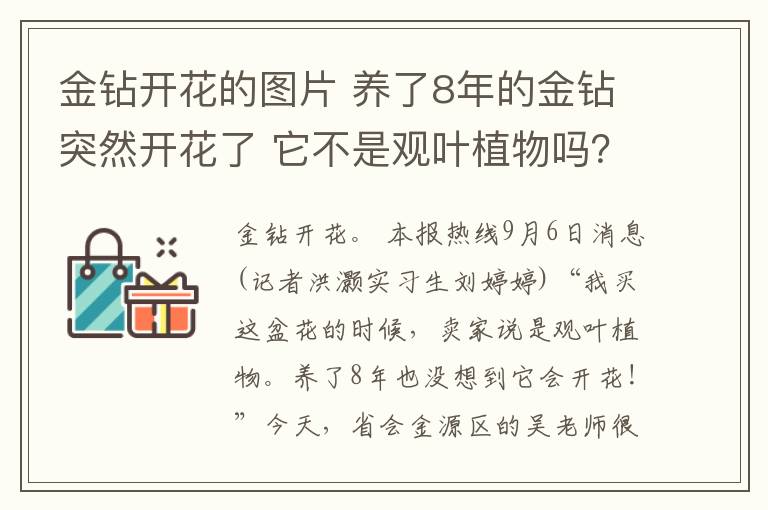 金鉆開花的圖片 養(yǎng)了8年的金鉆突然開花了 它不是觀葉植物嗎？