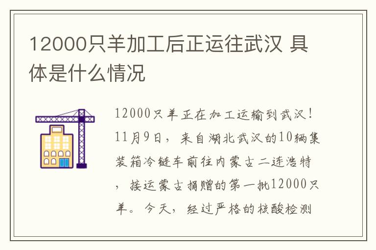 12000只羊加工后正運往武漢 具體是什么情況