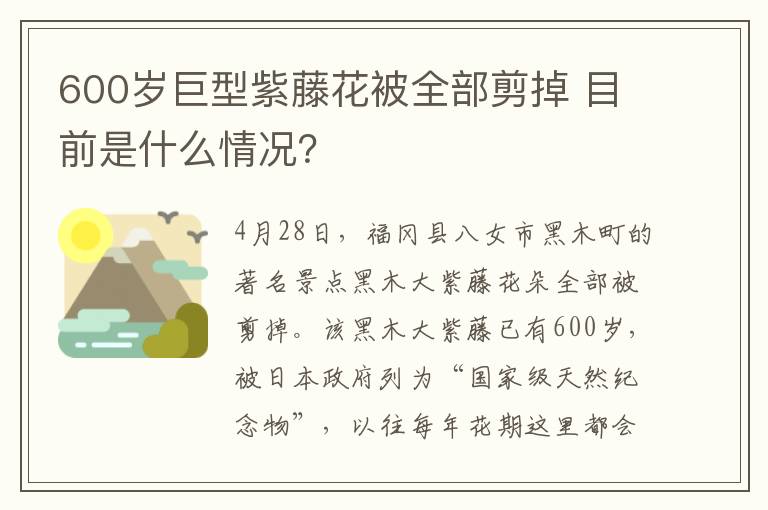 600歲巨型紫藤花被全部剪掉 目前是什么情況？