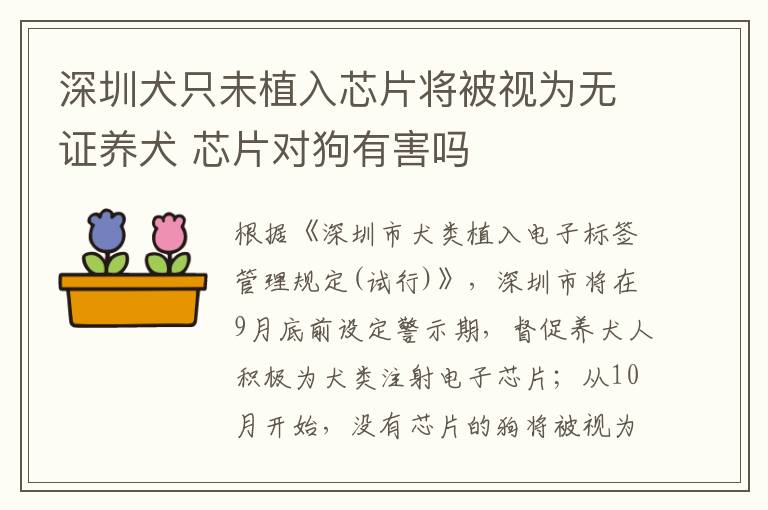 深圳犬只未植入芯片將被視為無(wú)證養(yǎng)犬 芯片對(duì)狗有害嗎