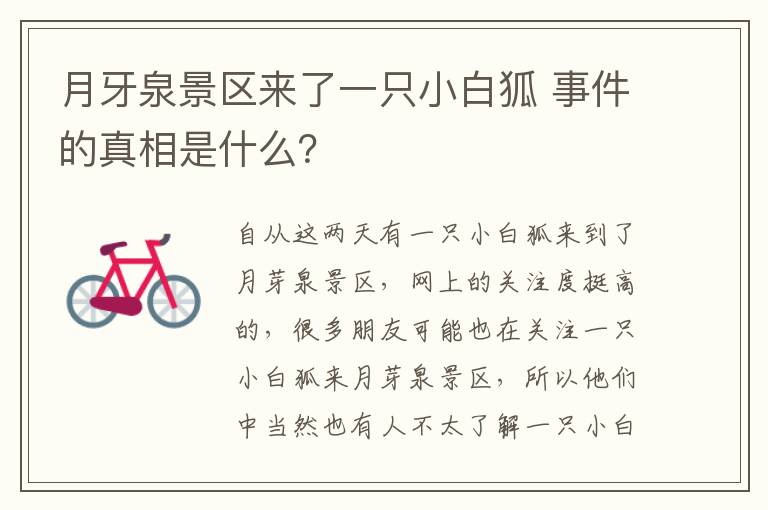 月牙泉景區(qū)來了一只小白狐 事件的真相是什么？