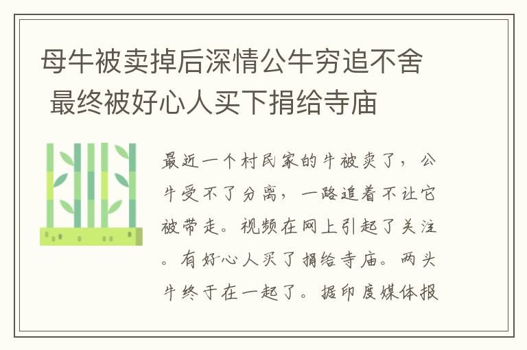 母牛被賣掉后深情公牛窮追不舍 最終被好心人買下捐給寺廟