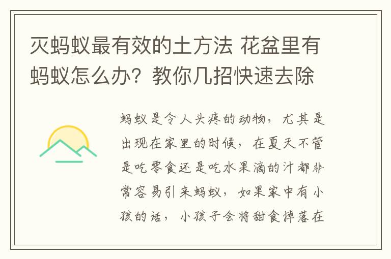 滅螞蟻?zhàn)钣行У耐练椒?花盆里有螞蟻怎么辦？教你幾招快速去除螞蟻的方法