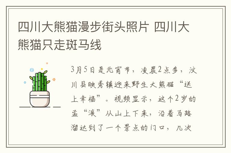 四川大熊貓漫步街頭照片 四川大熊貓只走斑馬線