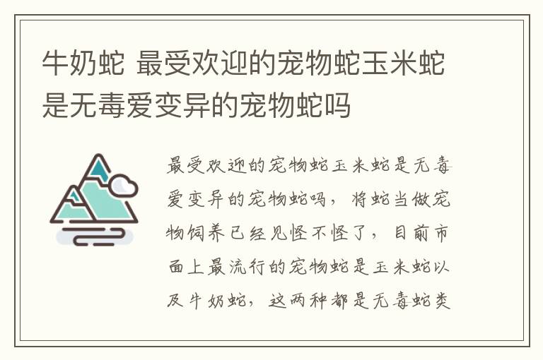 牛奶蛇 最受歡迎的寵物蛇玉米蛇是無毒愛變異的寵物蛇嗎