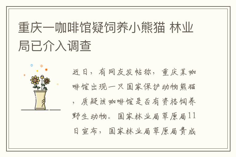 重慶一咖啡館疑飼養(yǎng)小熊貓 林業(yè)局已介入調查