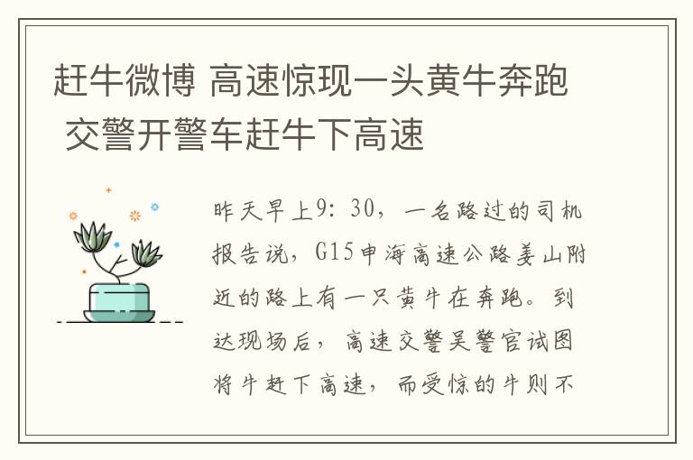 趕牛微博 高速驚現(xiàn)一頭黃牛奔跑 交警開警車趕牛下高速