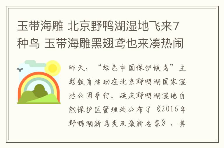 玉帶海雕 北京野鴨湖濕地飛來7種鳥 玉帶海雕黑翅鳶也來湊熱鬧