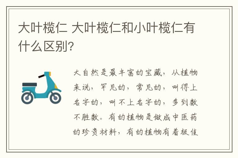 大葉欖仁 大葉欖仁和小葉欖仁有什么區(qū)別?