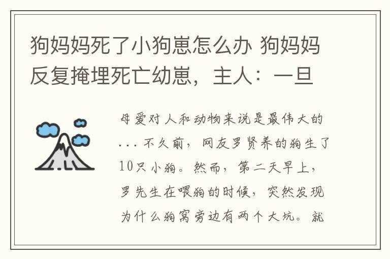 狗媽媽死了小狗崽怎么辦 狗媽媽反復(fù)掩埋死亡幼崽，主人：一旦發(fā)現(xiàn)了，就會重新再埋…